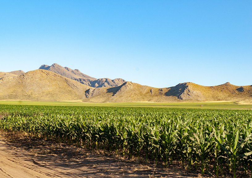 sistema agroalimentario vivo regenerativo